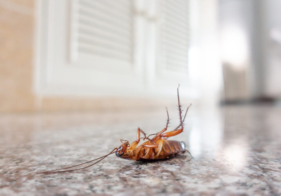 termite tracker cockroach-infestation-1024x677-1