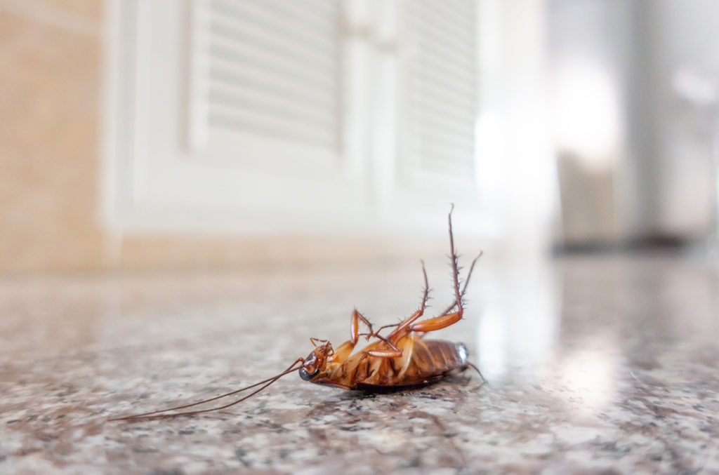 termite tracker cockroach-infestation-1024x677-1